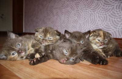 Продам котят