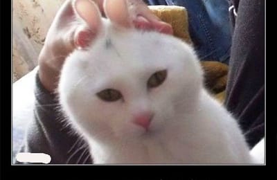 КОШКИ...