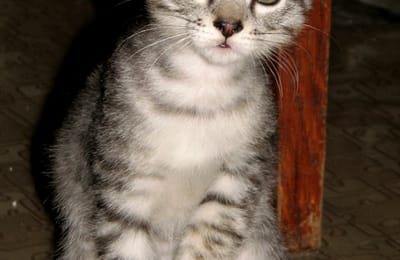 Три кота