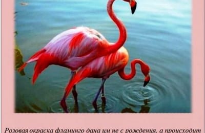 Подборка интересных фактов .