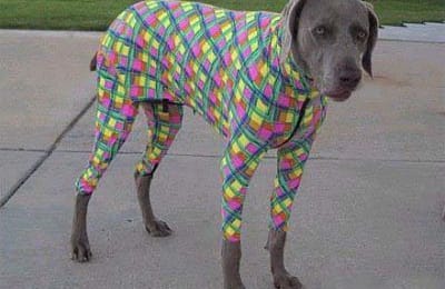 Счастливые животные :)