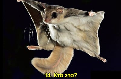 Золотой теленок_Игра №119