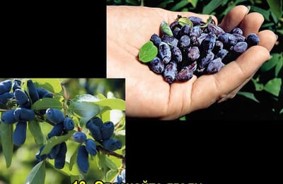 Золотой теленок_Игра №126