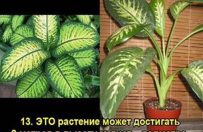 Золотой теленок_игра №127