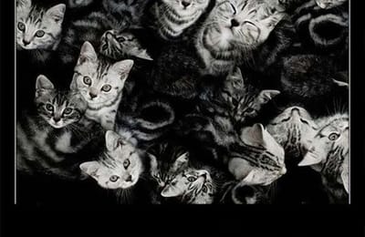 Кошки...