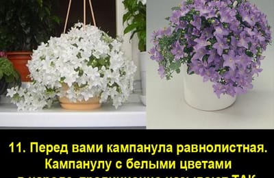 Золотой теленок_игра №155