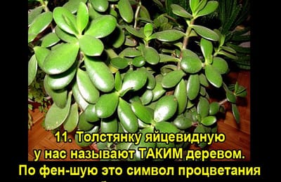 Золотой теленок_игра №156
