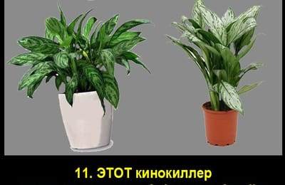 Золотой теленок_игра №157