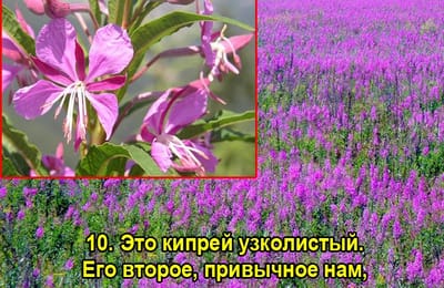 Золотой теленок_игра №168