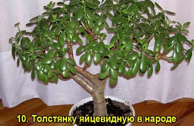 Золотой теленок_игра №184_ДЕНЬГИ