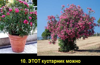 Золотой теленок_игра №185