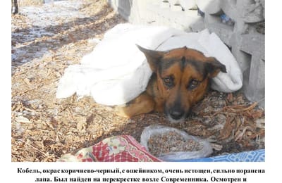 В районе ДК "Современник" найден пёс!