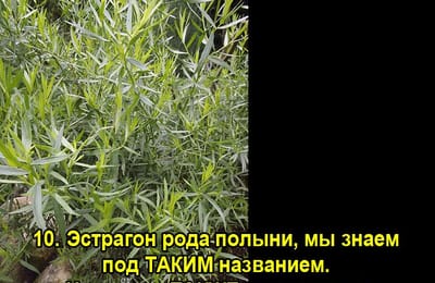 Золотой теленок_игра №186