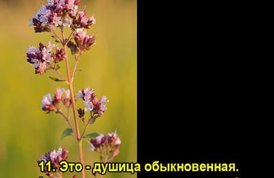 Золотой теленок_игра №191