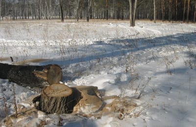 Черные лесорубы