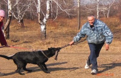 Занятия по послушанию и ЗКС