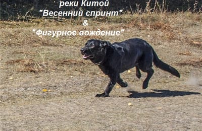 Приглашаем Всех желающих принять участие в собачьих бегах "Весенний спринт" & "Фигурное вождение" которые пройдут 20 апреля 2014
