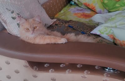 Кот ищет кошку для вязки