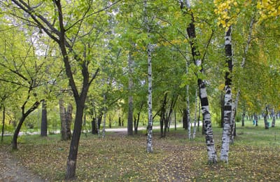 Осень