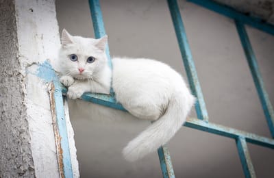 Красавец ищет дом