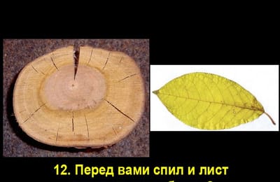 Золотой теленок_ИГРА №224