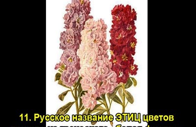 Золотой теленок_игра №233