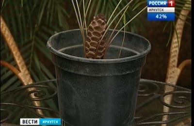 Древнее растение зацвело в иркутском Ботаническом саду