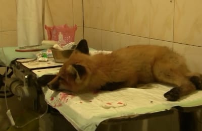 Раненого лисёнка спасают в питомнике "К-9"