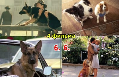 Золотой теленок_ИГРА №281 (ОТВЕТЫ)