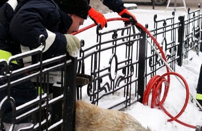 В Иркутске спасатели вызволили застрявшую в железном заборе собаку
