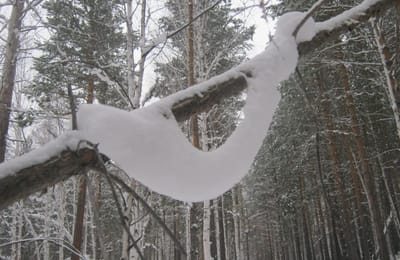 В зимнем лесу