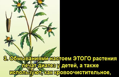 Золотой теленок_ИГРА №292