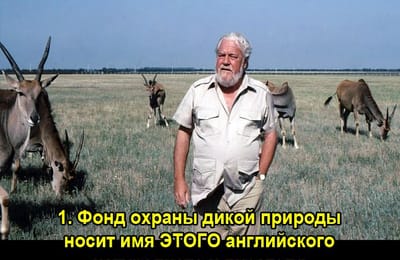 Золотой теленок_ИГРА №297