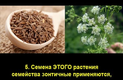 Золотой теленок_игра №299