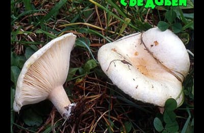 Золотой теленок_игра №331