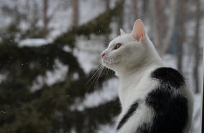 Совет Зимнего кота: отдохните на каникулах!