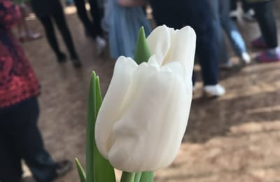 Тюльпаны на 8 марта