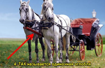 Золотой теленок_игра №359