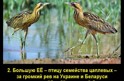 Золотой теленок_игра №361