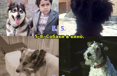 Золотой теленок_игра №367 (ОТВЕТЫ)