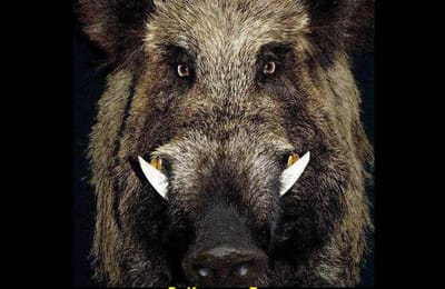 Золотой теленок_игра №383
