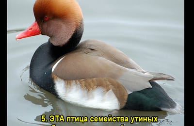 Золотой теленок_игра №384