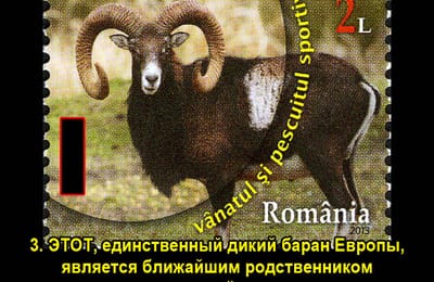 Золотой теленок_игра №391