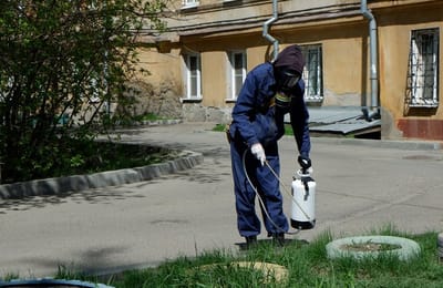 В Иркутске у погибшего голубя обнаружили опасное для человека заболевание