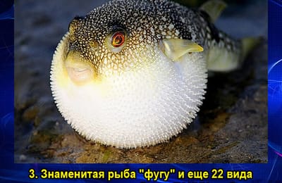 Золотой теленок_игра №413