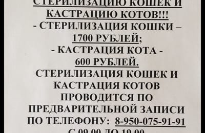 Стерилизация кошек и кастрация котов. АКЦИЯ!!!