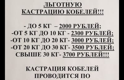 Акция! Льготная кастрация кобелей в ветеринарной клинике "Зверополис".