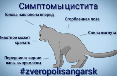 Цистит у кошек.