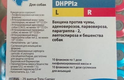 Вакцинация собак и кошек.