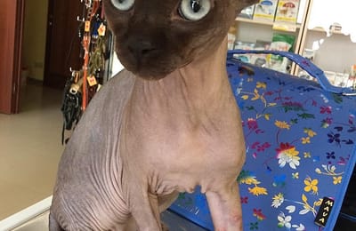 Перелом лапы у кота. Первая доврачебная помощь.